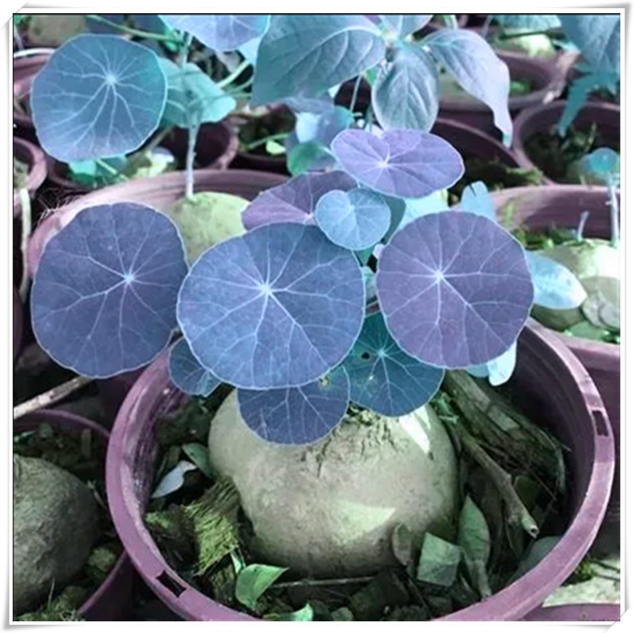 Excellent Display,Flowering Rhizome, Stephania erecta Bulb, Stephania erecta Plant-1 Bulb-J