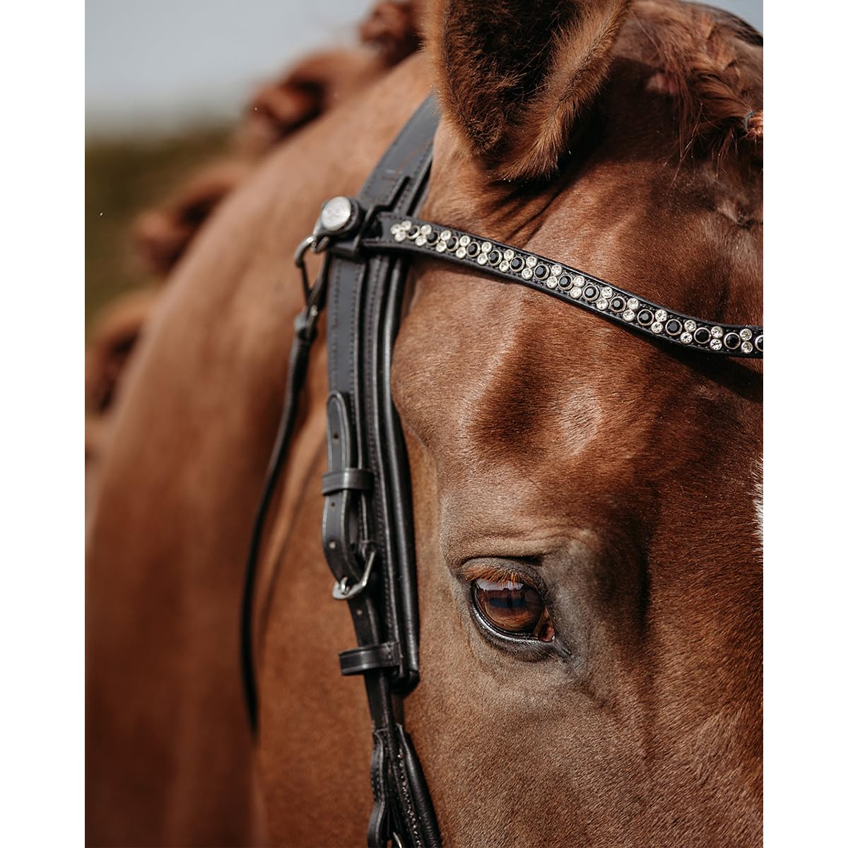 Trense FaySport Glitter PresTec Negro - Cob/VB
