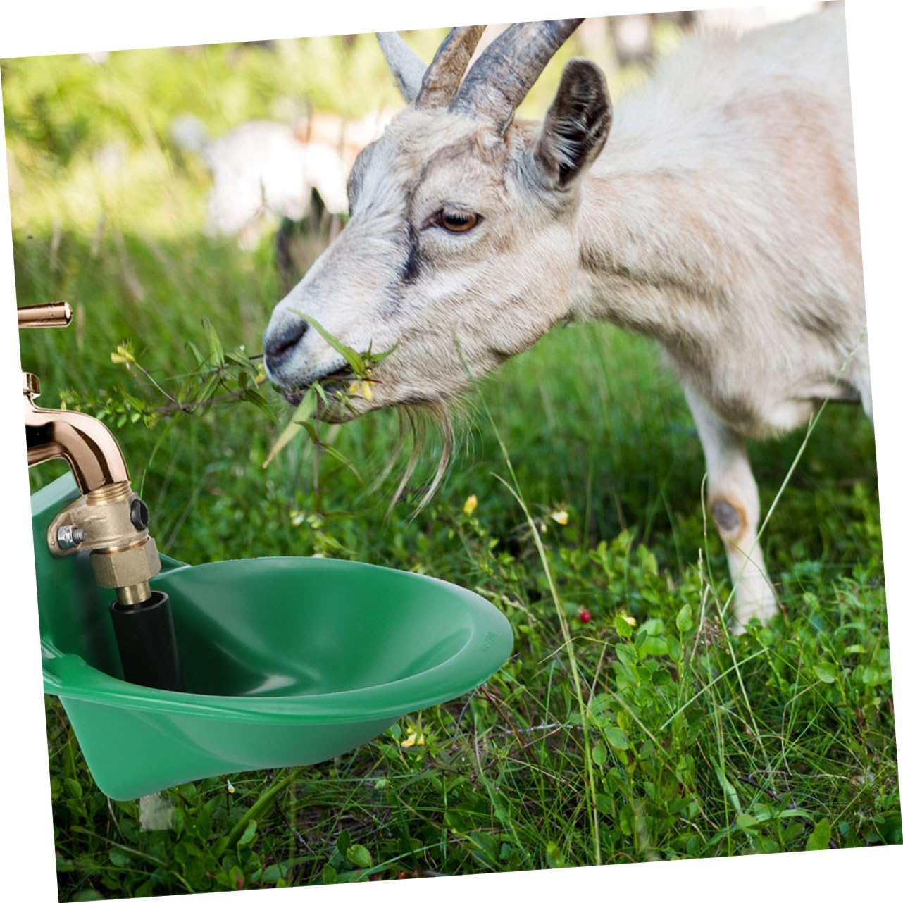 2Pcs Automatic Sheep Drinking Fountain with Copper Valve Durable Water Bowl for Livestock Easy to Install Design for Sheep and Goats