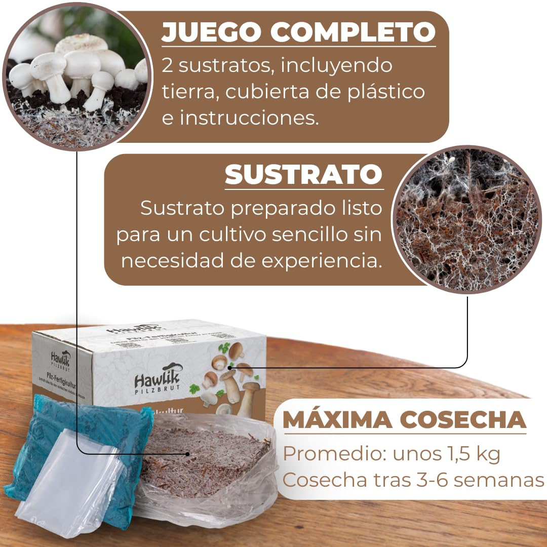 Hawlik Pilzbrut - Pequeño kit cultivo setas para cultivar el champiñon portobello usted mismo - setas autocultivo - facilmente cultivarse champiñones frescos - kit autocultivo setas