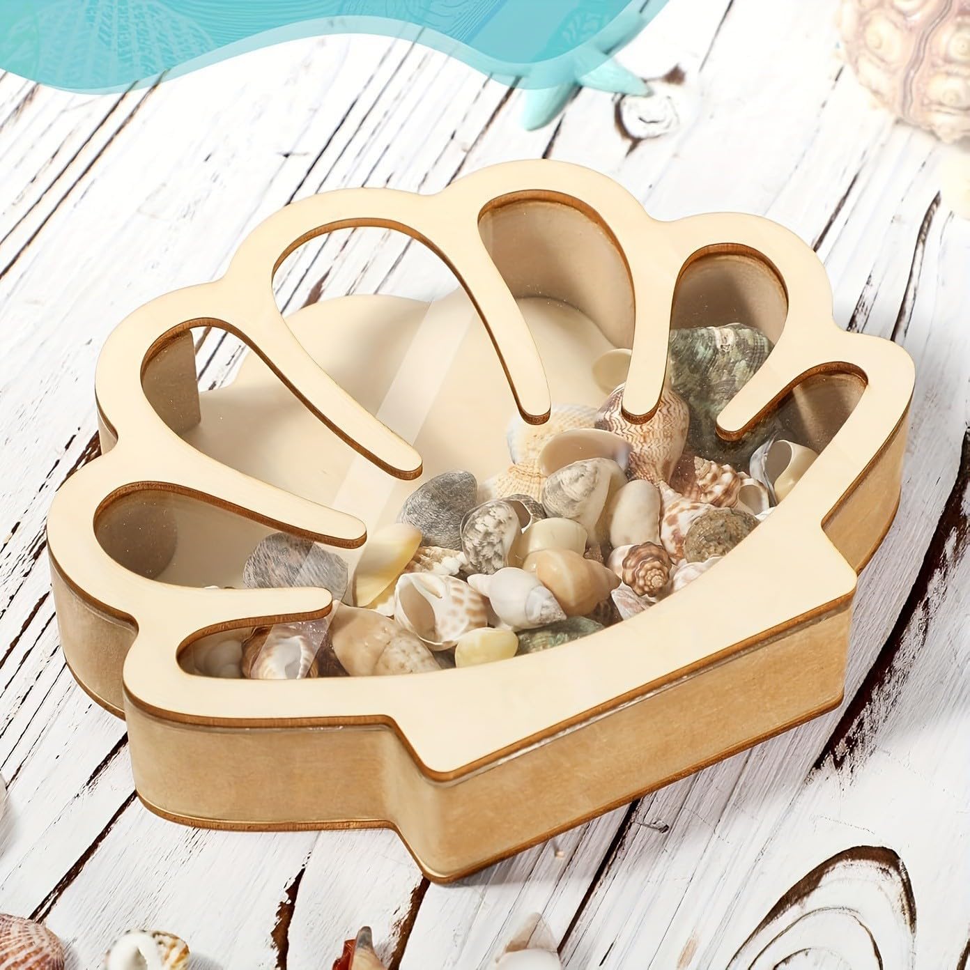 Sea Shell Holder Wooden Display Box, Seashell Display Case Seashell Shadow Box Shell Collection Box Shell Organizer, Wooden Seashell Display Case with Acrylic Window