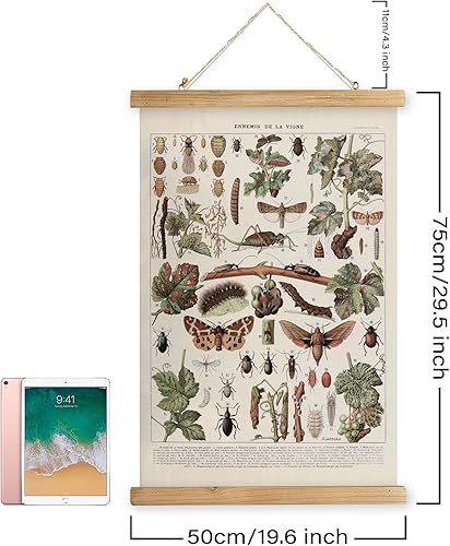 Miniatura 306 de XIAOAIKA Póster de botánica vintage con marco de madera, tabla de plantas venenosas antiguas, arte educativo botánico con especies peligrosas, 1