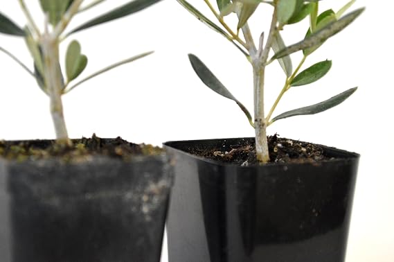 9GreenBox - Olive Tree - Tree of Peace - Olea europaea - 2 Pack