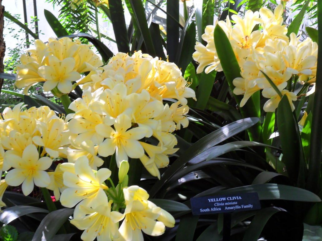 -Fire Lily Cliva Yellow - Good Hope -1 Plant - 1 Feet Tall - 4 to 6 Leaves - Ship in 1 Gal Pot