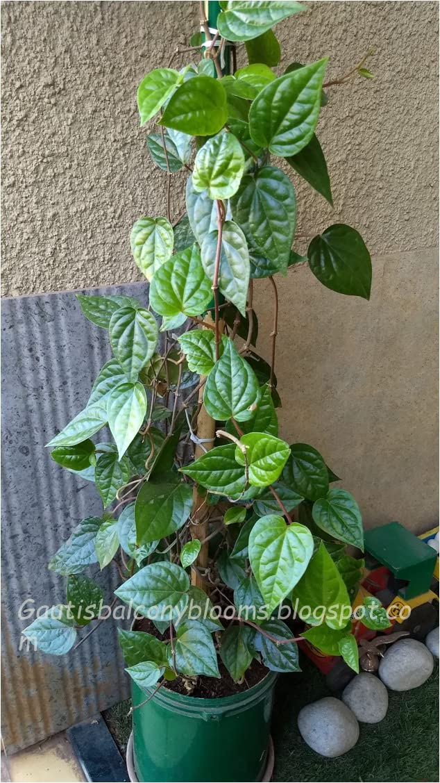 Cloud Farm Betel Leaf/Banarasi Maghai Paan Rare Healthy Live Plant, Medicinal Herb Pack of 1 CF_54