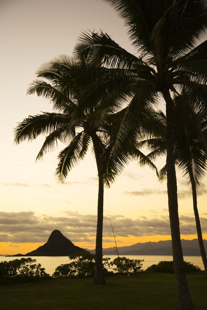 Posterazzi USA Hawaii Silhouette of palm tree and Chinaman's Hat Oahu Poster Print, (11 x 17)
