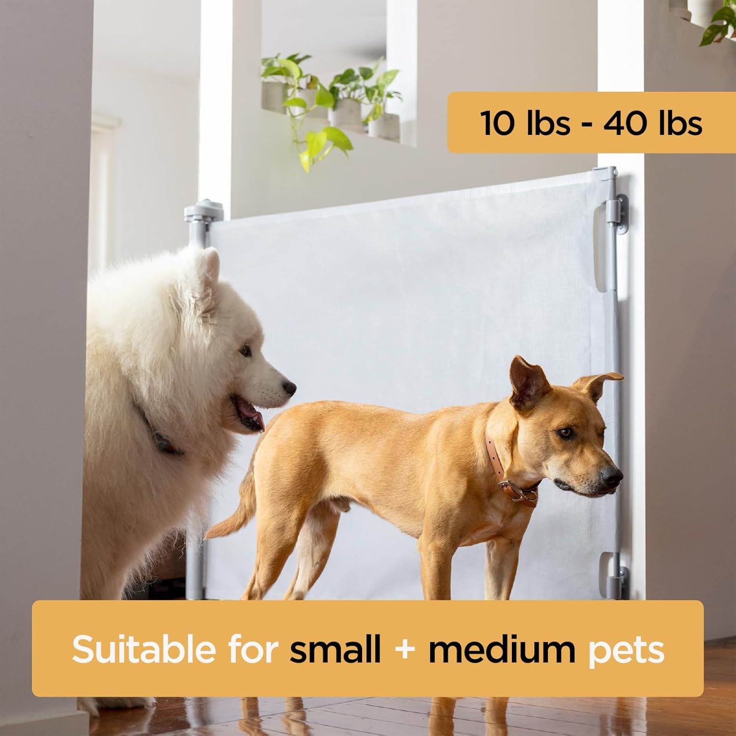 https://m.media-amazon.com/images/I/71+-Gqr0kXL._AC_SL1500_.jpg