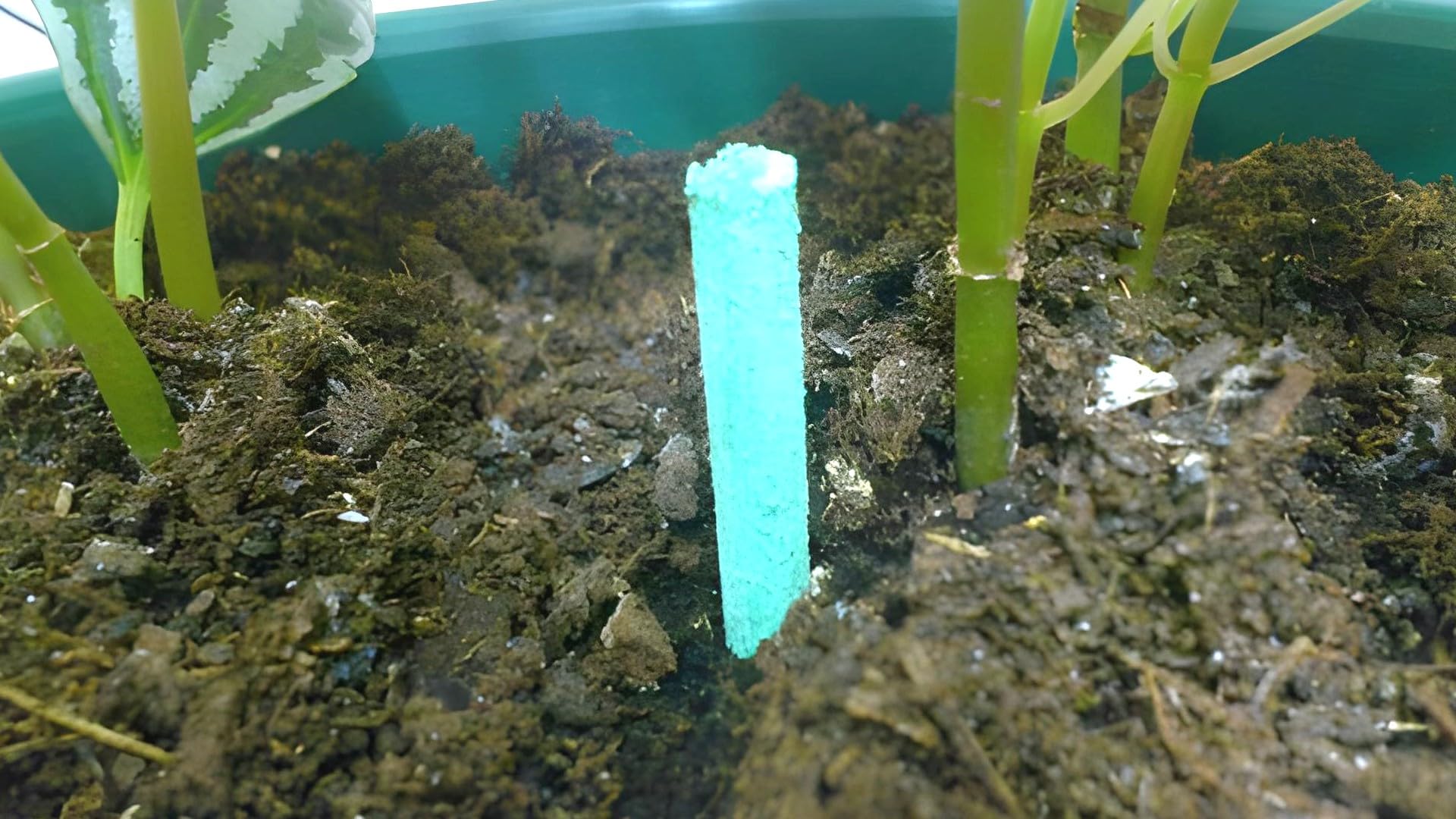 Bricoloco Barritas de Abono Fertilizante de flores de barra nutritiva de liberación lenta, para plantas verdes, frutes, vegetales. Palitos para planta Con Magnesio, Urea y micronutrientes (240)