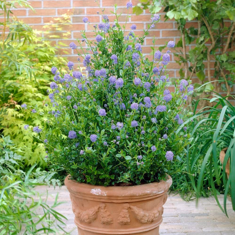 californian-lilac-plants-skylark-ceanothus-thyrsiflorus-quick-growing