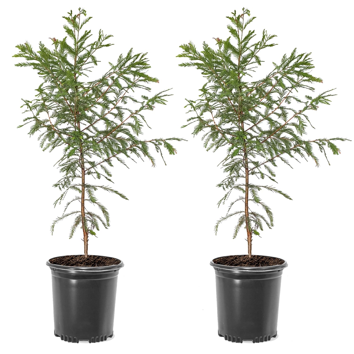 Bald Cypress Tree 2 Pack