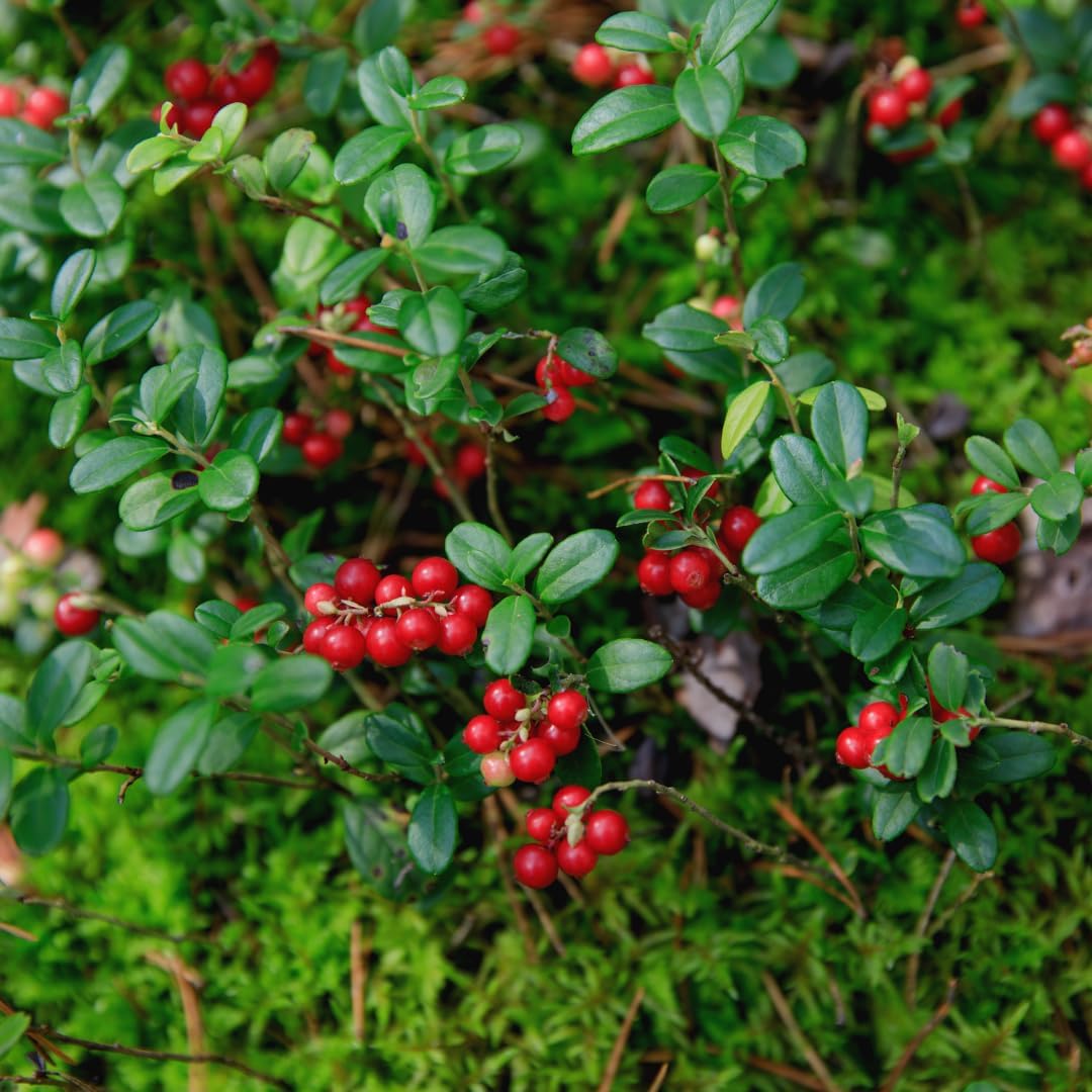 Red Lingonberry Plant Live, Sweet Berry Starter Plants, 4 to 6 Inch Tall Lingonberry Plants, Live Red Berry Plant for Outdoor