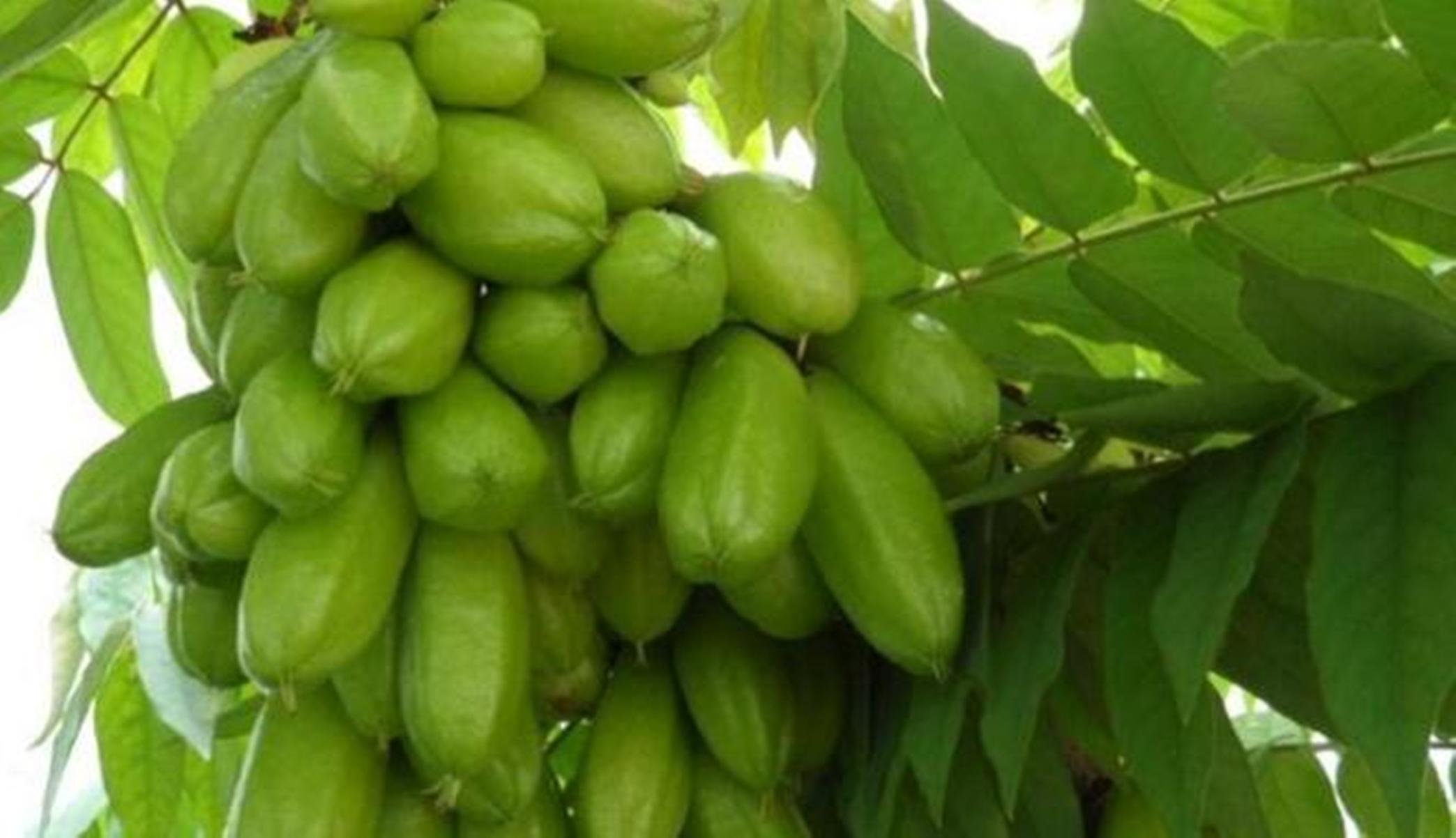 See full amazon price history chart for Mall~Kerala Mall~Kerala 12 Seeds Of Rarest Averrhoa Bilimbi, Tree Sorrel Bimbul Bimblin For Growing Sowing Propagation Mall~Kerala Mall~Kerala 12 Seeds Of Rarest Averrhoa Bilimbi, Tree Sorrel Bimbul Bimblin For Growing Sowing Propagation (B077BSVVR3) Amazon Price History, Amazon Price Tracker