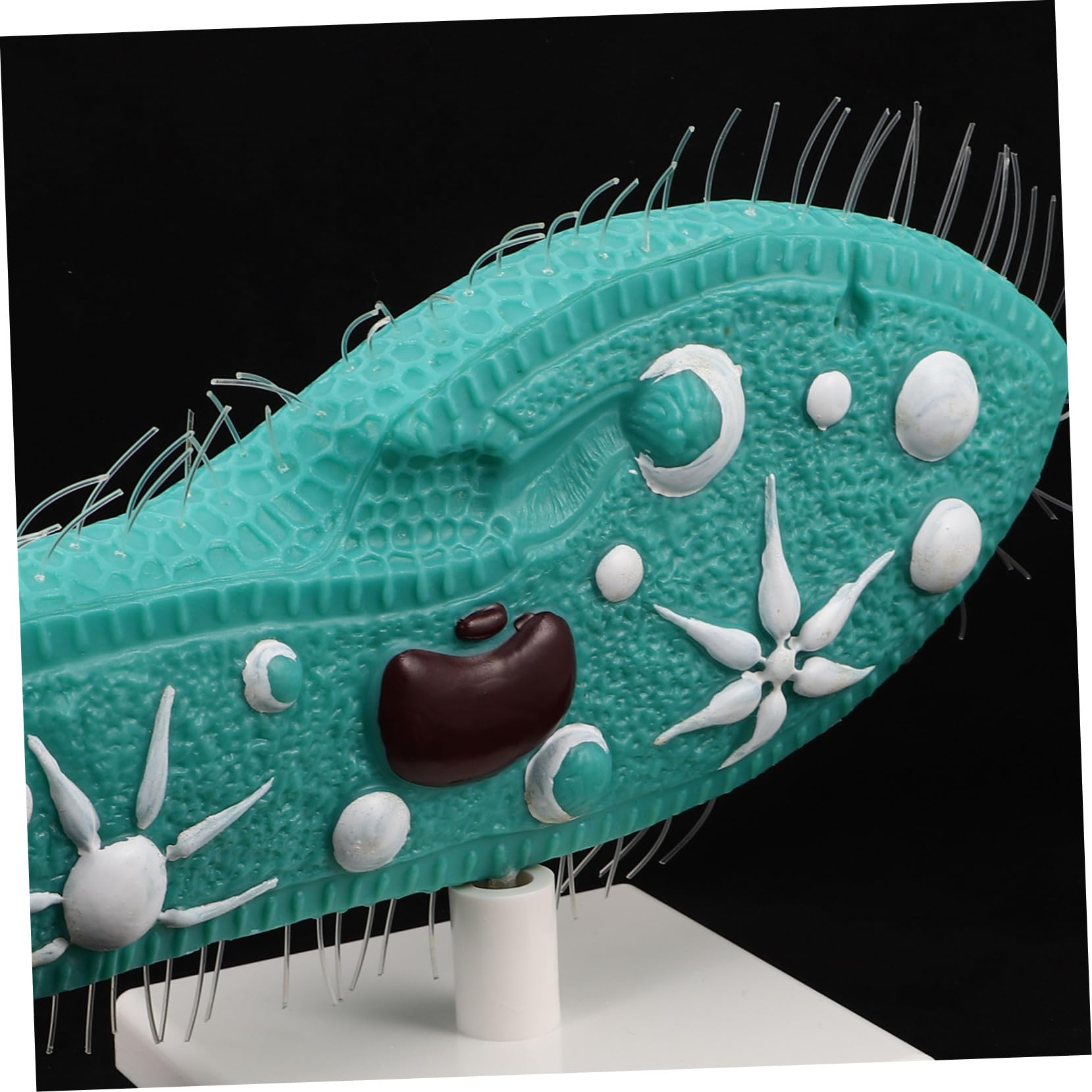 Biologie Lernmodell Paramecium mit Ständer und Detailliertem Ziliendesign aus PVC Realistische Struktur Einfache Montage für Biologieunterricht in Mittelstufe