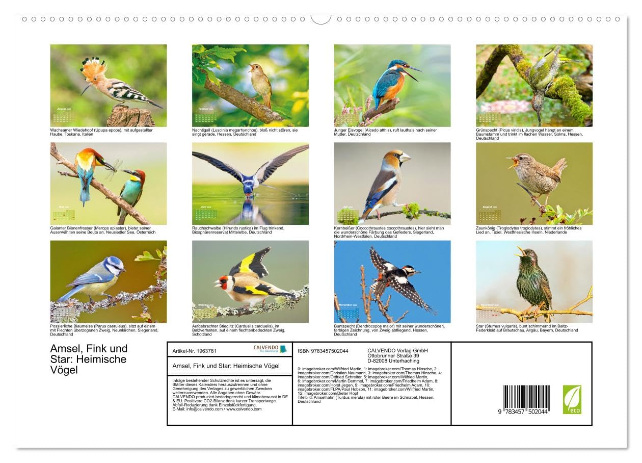 Amsel, Fink und Star: Heimische Vögel (hochwertiger Premium Wandkalender 2026 DIN A2 quer), Kunstdruck in Hochglanz: So vielfältig ist die heimische Vogelwelt (CALVENDO Tiere)