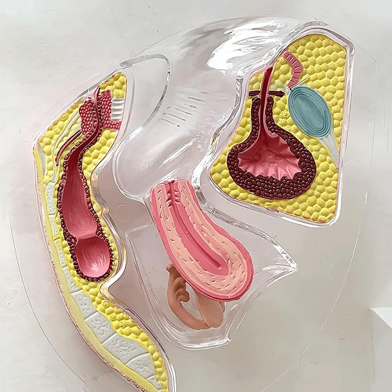 Transparentes Gebärmutter- und Beckenanatomiemodell mit sichtbarer Gebärmutterstruktur, abnehmbares Lehrmittel for Menstruationstassen