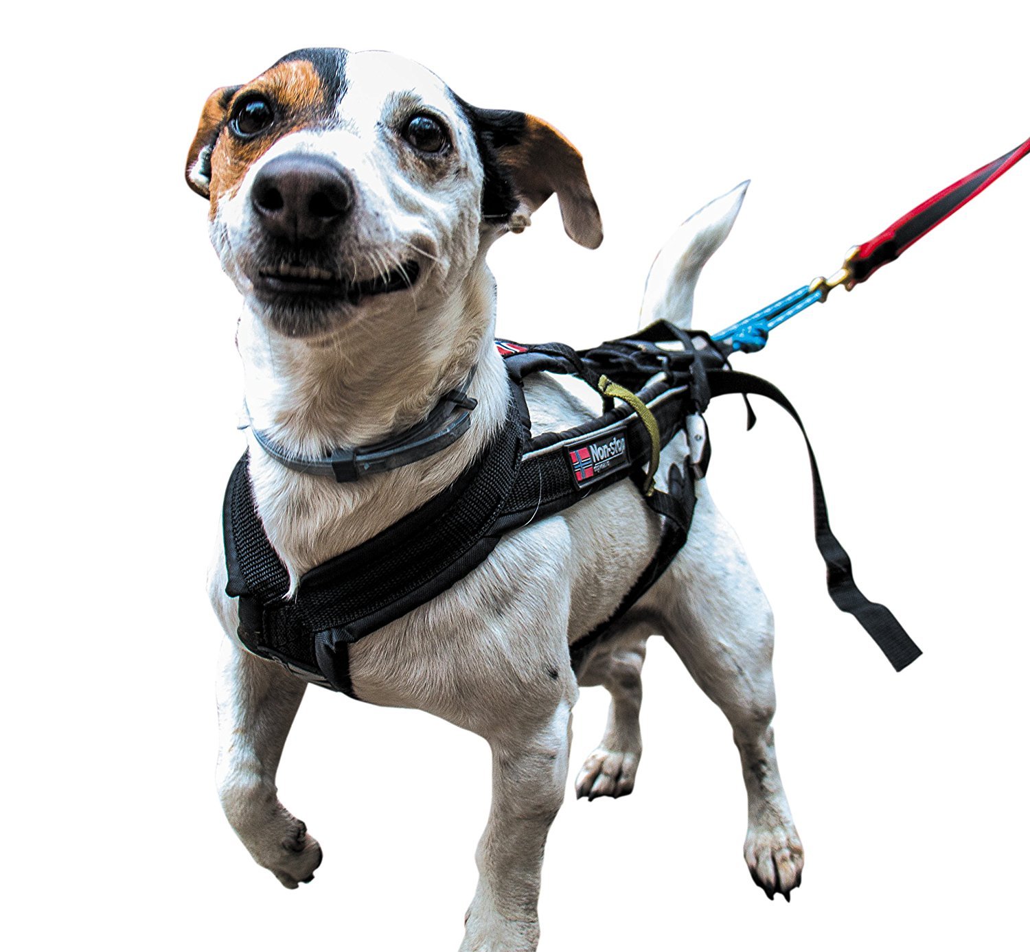 Non-Stop dogwear - Harnais Canicross Freemotion pour Chien - Taille 4