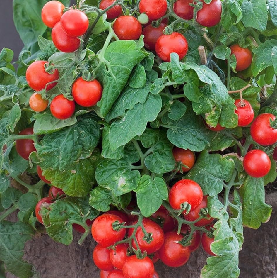 Hybrid tomato plant live, High germination (Pack of 1) (B0CM99C844) Amazon Price History, Amazon Price Tracker