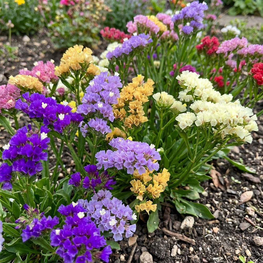 Statice Forever Happy Seeds – Half Hardy Annual Flower – Long Lasting Blooms for Fresh & Dried Arrangements – Colourful Garden Borders & Cut Flowers