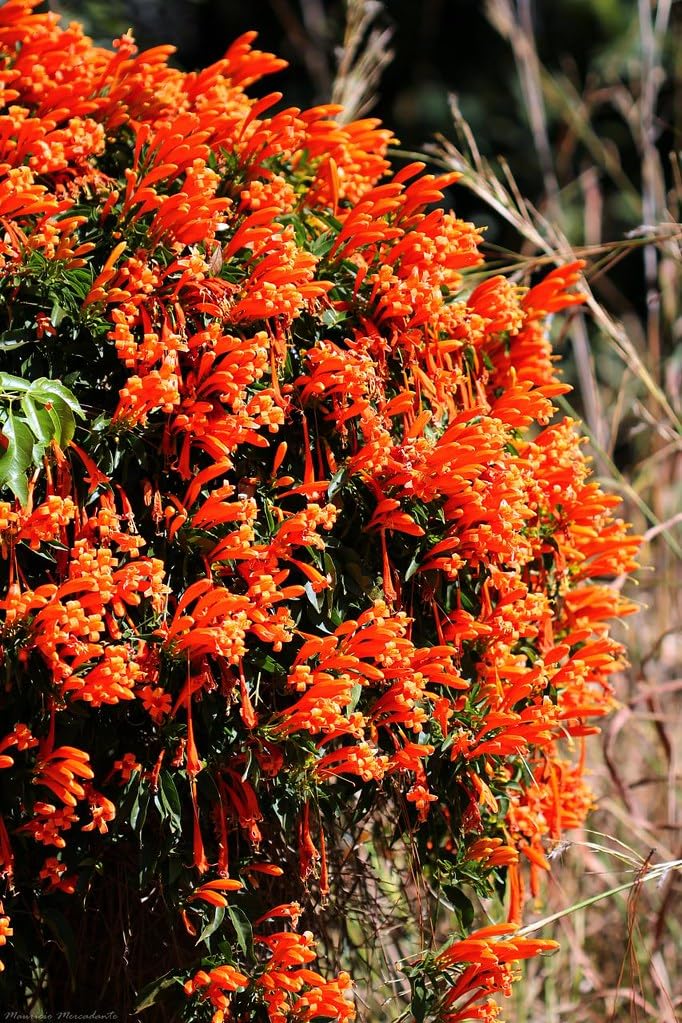 Venusta Creeper Flower Live Plant For Shrub/Home Gardening (1.5-2.5 Ft Plant Hight) Pack Of 1 (B0CWXJQDB8) Amazon Price History, Amazon Price Tracker