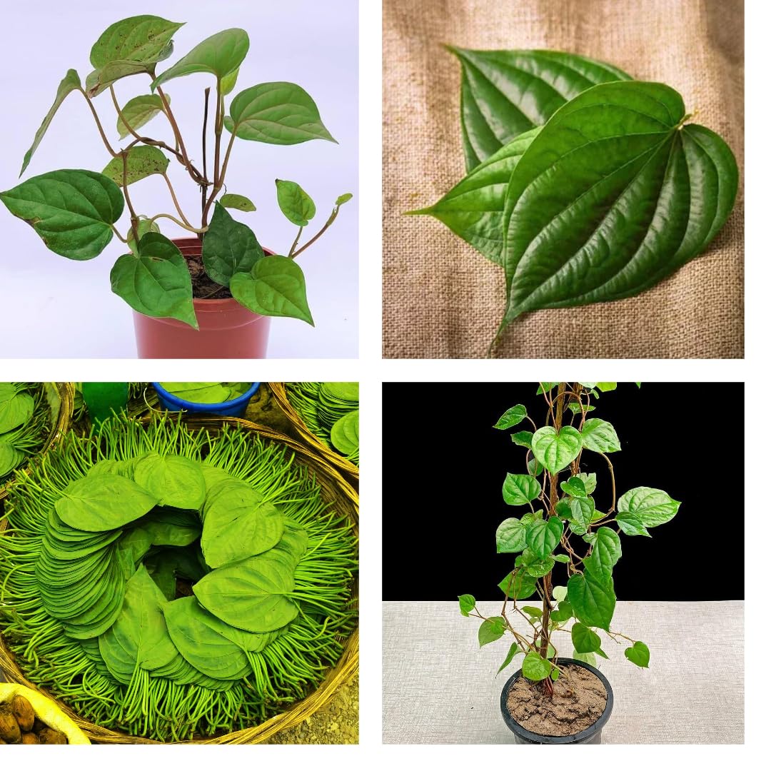 Hybrid German Variety Thin Betel Leaf Live Plant  High-Yield, Aromatic,  Medicinal Paan Patta  Fast-Growing Climber  Ideal for Terrace, Balcony,  and ...