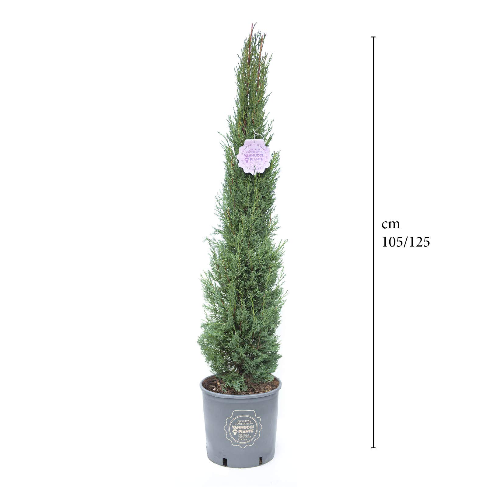 Vannucci Piante - Cupressus sempervirens 'Pyramidalis', Cipresso toscano, Cipresso nero d'innesto, Pianta vera, Conifera