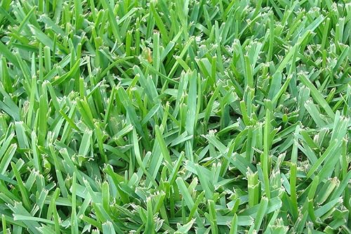 Miniatura 4 de St. Augustine 'Floratam' - Tapones de césped de 3 pulgadas, 6 tapones vivos extra grandes, césped tolerante a la sequía, la sal y la sombra