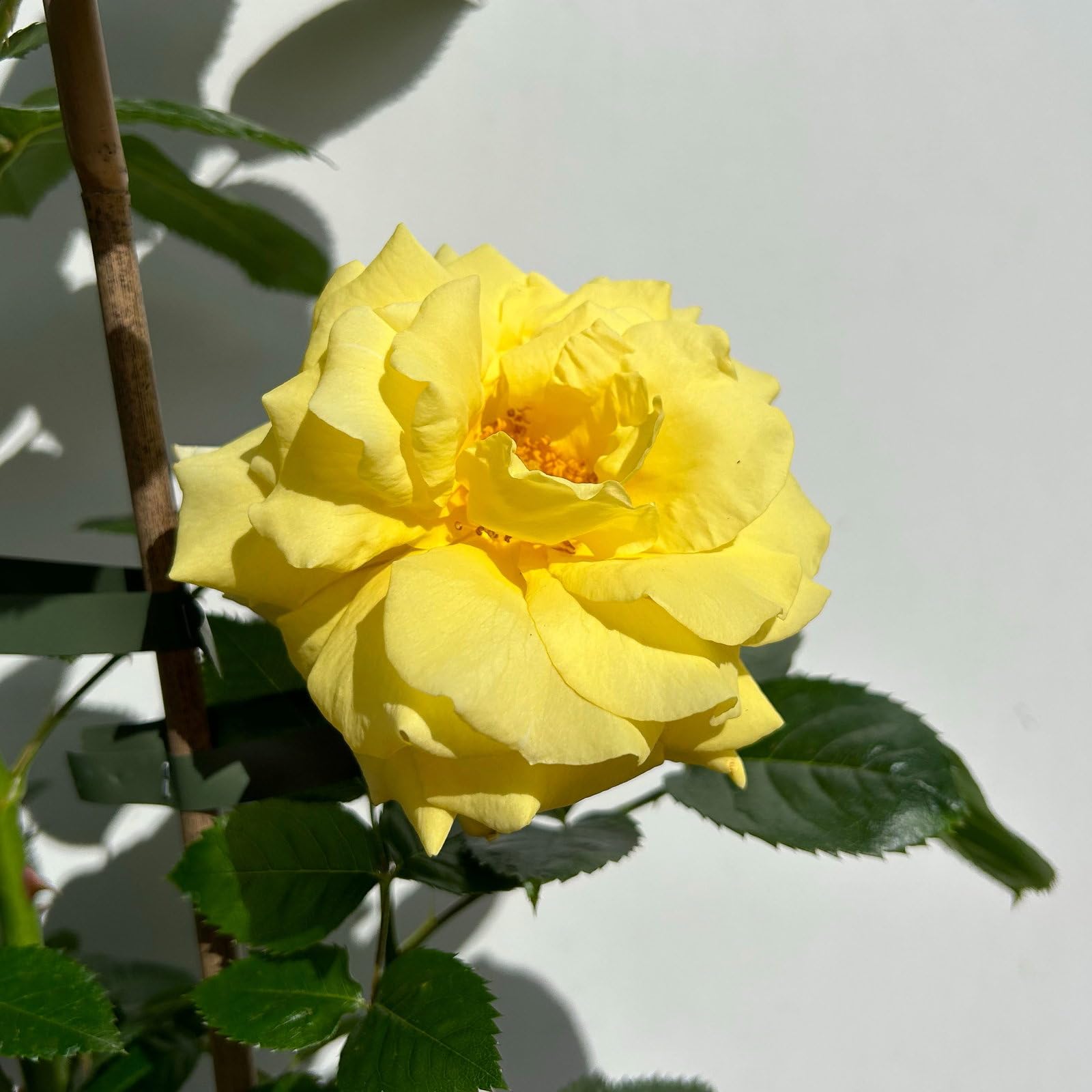 Beetrose „Westart®“ 4er-Set- leuchtend gelb blühende ADR-Topfrose im 6 L Topf - frisch aus der Gärtnerei - Pflanzen-Kölle Gartenrose