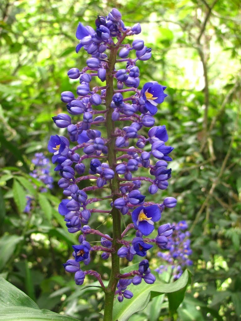 4 HAWAIIAN PLUMERIA PLANT CUTTINGS & 5 GINGER ROOTS