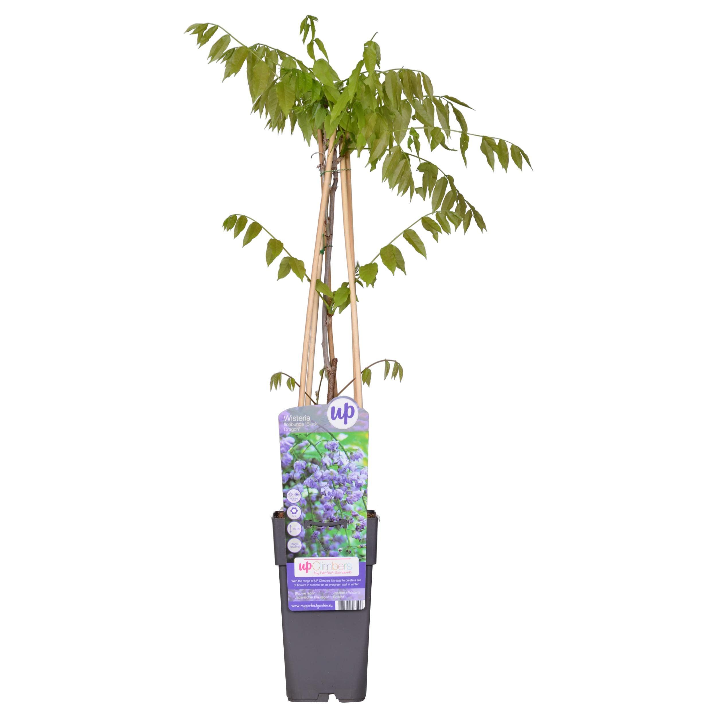 bonsai fagus Fagus sylvatica  Bonsai winkel