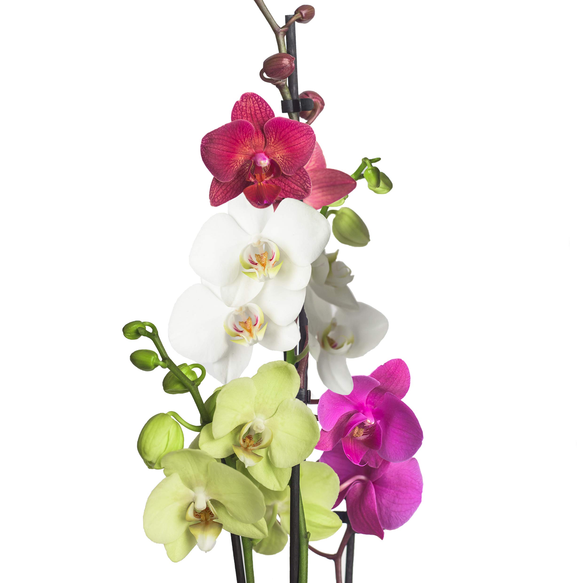 3x echte Phalaenopsis Orchideen 2 Triebe - 50 bis 70cm groß - Schmetterlingsorchidee wunderschöne blühende Tischpflanzen Blumen Geschenkset Naturprodukt