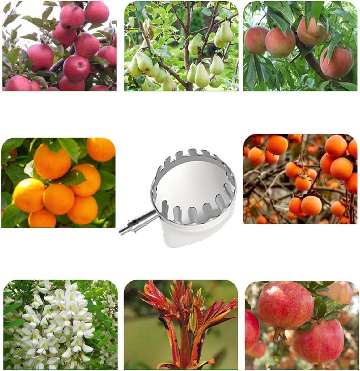 Raccoglitore di frutta Raccoglitore di frutta Raccoglitore di frutta con asta telescopica allungabile for piedi e manico antiscivolo, pratico aiuto for la raccolta di pere, limoni, arance (Size : 6M
