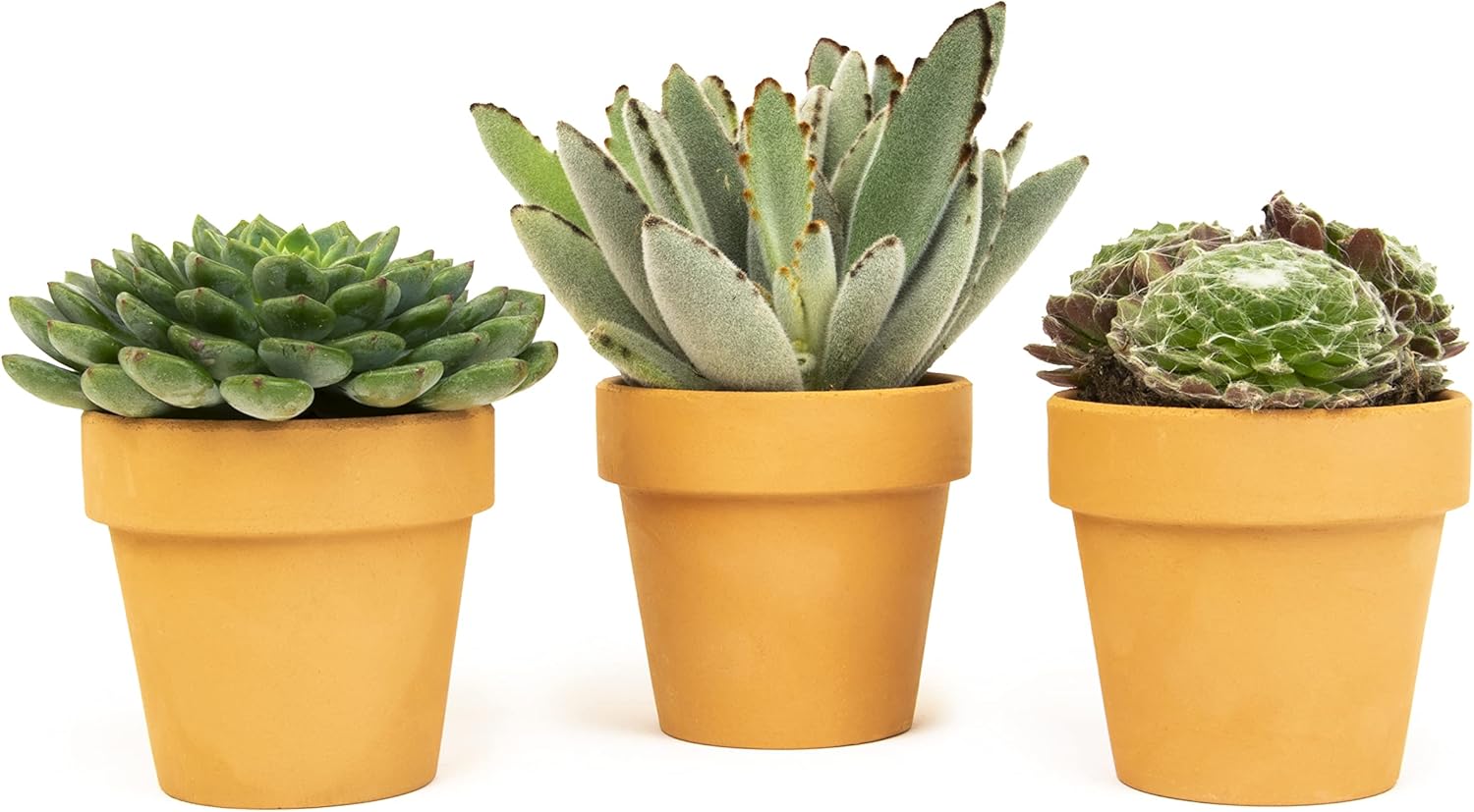 Succulents Plants Live in Clay Pots (3 PK), Live Succulent Plants Live Plants in Succulent Pots, Live Succulents Unique Gardening Gifts for Plant Lovers, Mini Succulents Plant Gifts by Plants for Pets