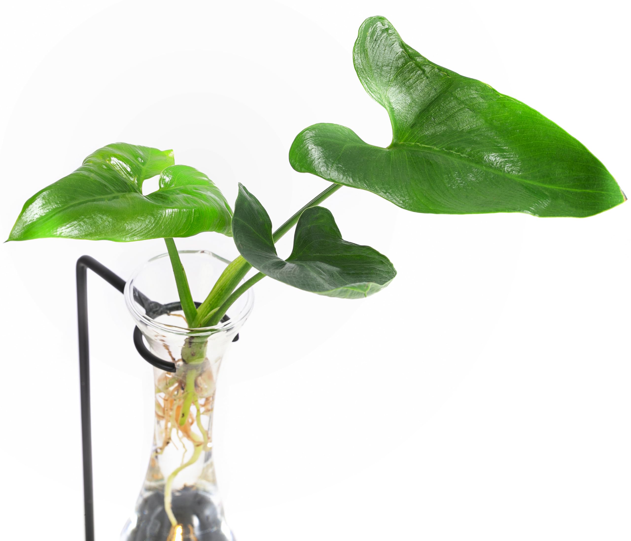 Dehner Waterplant Baumfreund, Philodendron Fun Bun, Wasserpflanze im  LED-Glas,  6 cm, Hhe 30 cm, Zimmerpflanze : Amazon.de: Garten
