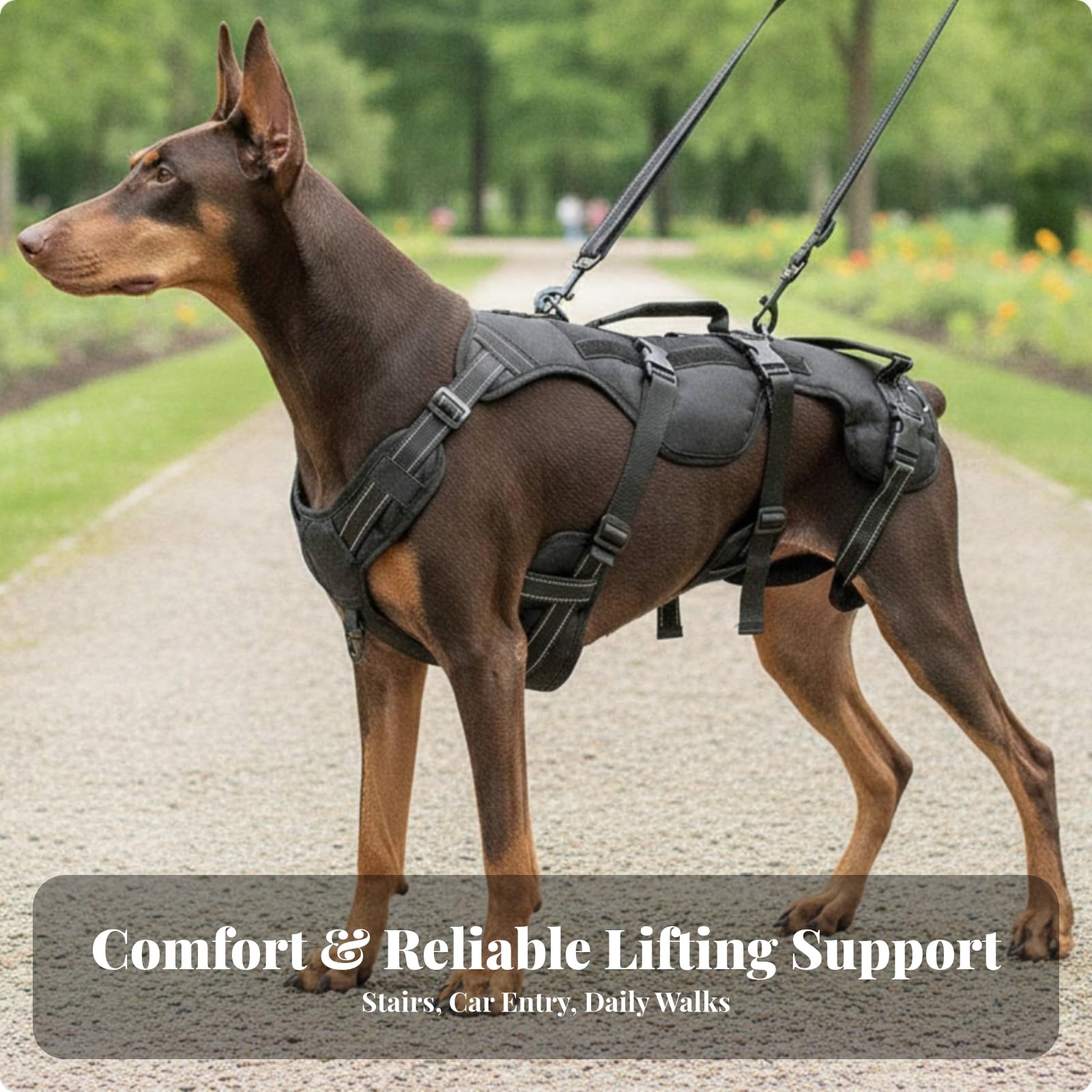 Imbracatura di Riabilitazione Robusto | Imbracatura per Cani con Anelli di Attacco in Metallo, Ergonomico, Passeggiate All'aperto, Beige, L