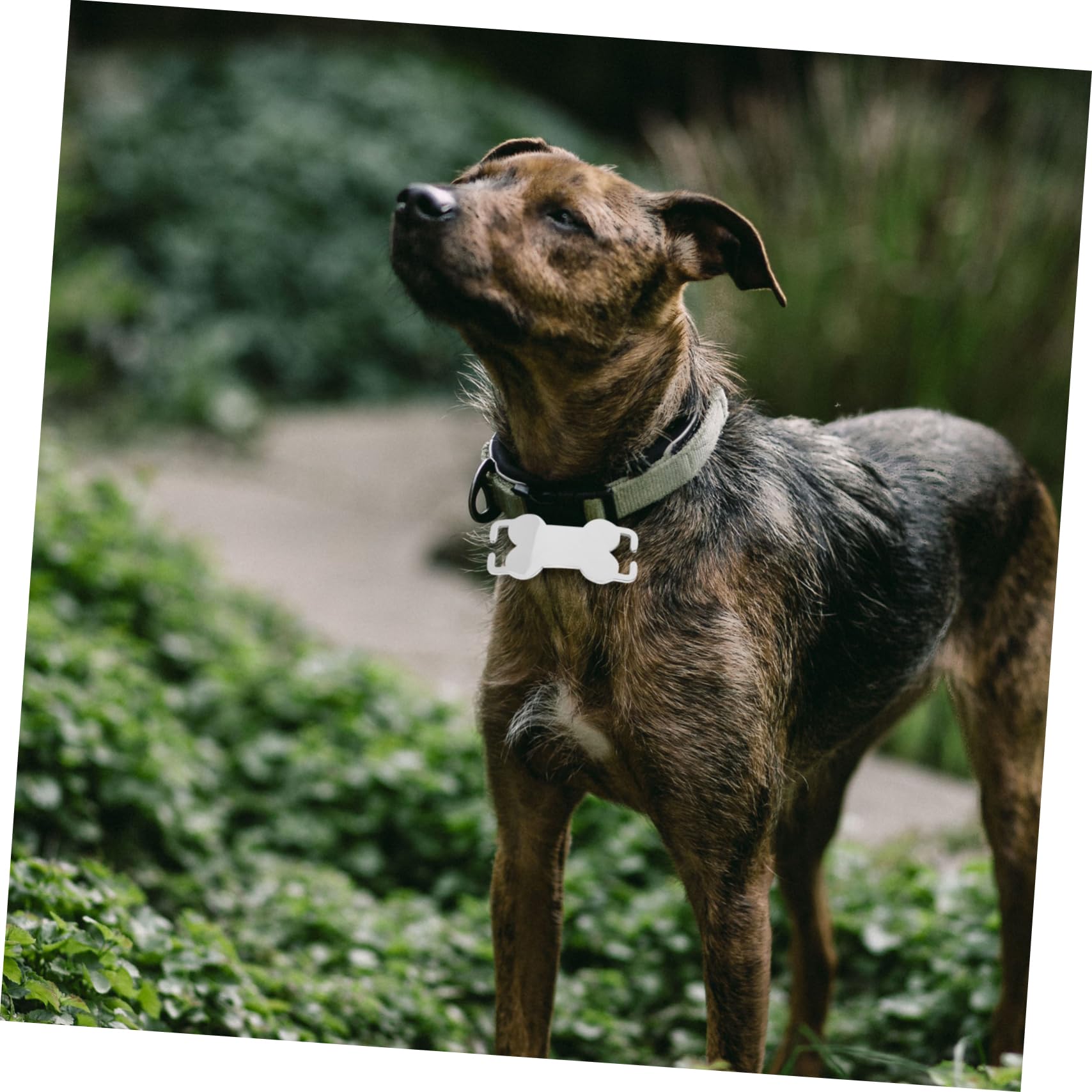 SUPVOX 30 Piezas Etiqueta De Mascota Placas De Identificación Mascotas Etiquetas Huesos Etiqueta De Nombre Del Collar De Placa De Identidad Acero Inoxidable Cuello