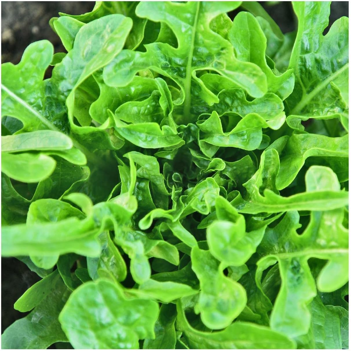 Everwilde Farms - 1/4 Lb Organic Royal Oakleaf Leaf Lettuce Seeds - Gold Vault