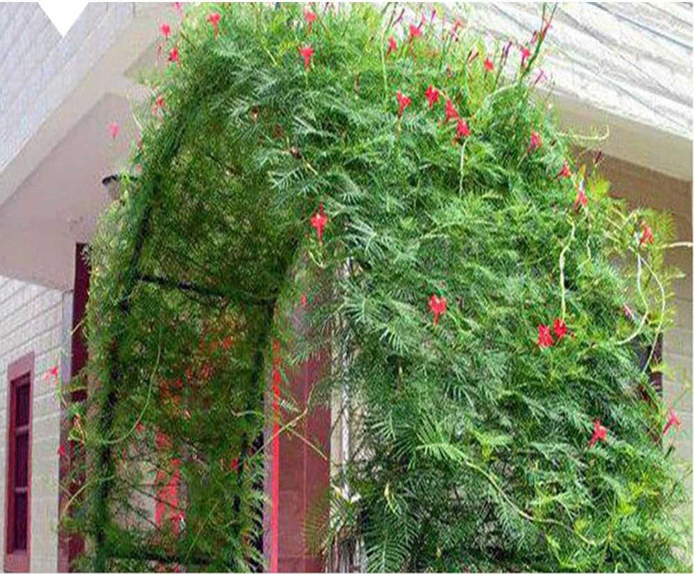 Metal Garden Arbor 8.1 Ft High x 3.7 Ft Wide Pergola Arbor for Climbing Plant Roses Vines Indoor Outdoor Garden Patio Bridal Party Decoration Wedding Arch