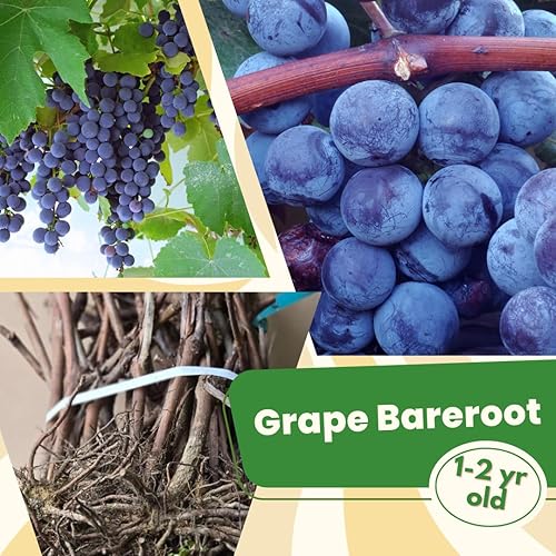 Concord - Planta viva de vid de uva de 1 a 2 años de edad, planta de uva Concord - Frutos de uva dulces vivos para cultivar, árbol frutal de uva sin