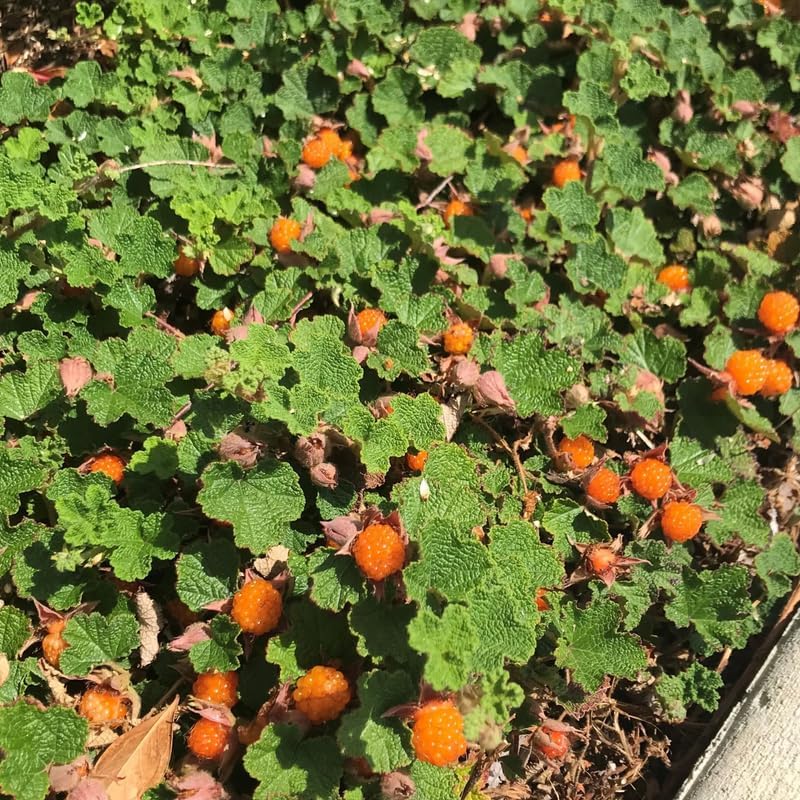 Raspberry Plant Live for Planting, Raspberry Bushes Live Plant Potted 1-2 Years Old, Edible Berries Plant, Raspberry Fruit Tree (Creeping Raspberry)