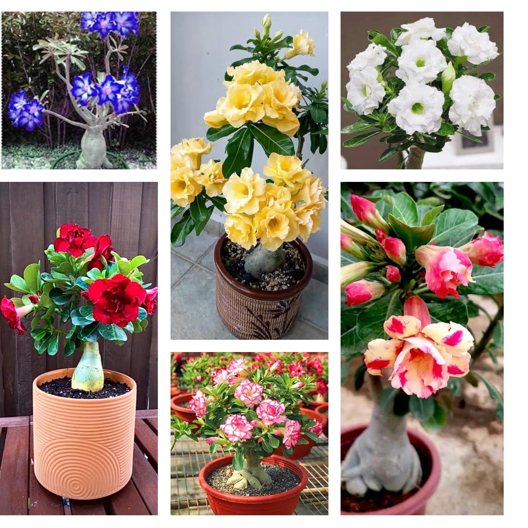 Adenium (Rosy Vairety Plant) Combo Pack Of 6 Live Flower Plant,6 Healthy Live Decorative Flowering Plant For Garden Healthy Super Plant (B0D6G1GY35) Amazon Price History, Amazon Price Tracker