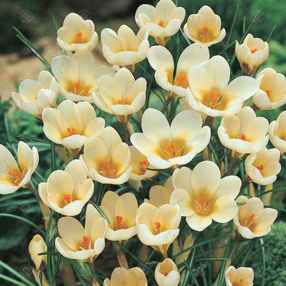 Crocus Cream Beauty Early Spring Hardy Flowering Garden Bulbs (10 Bulbs)