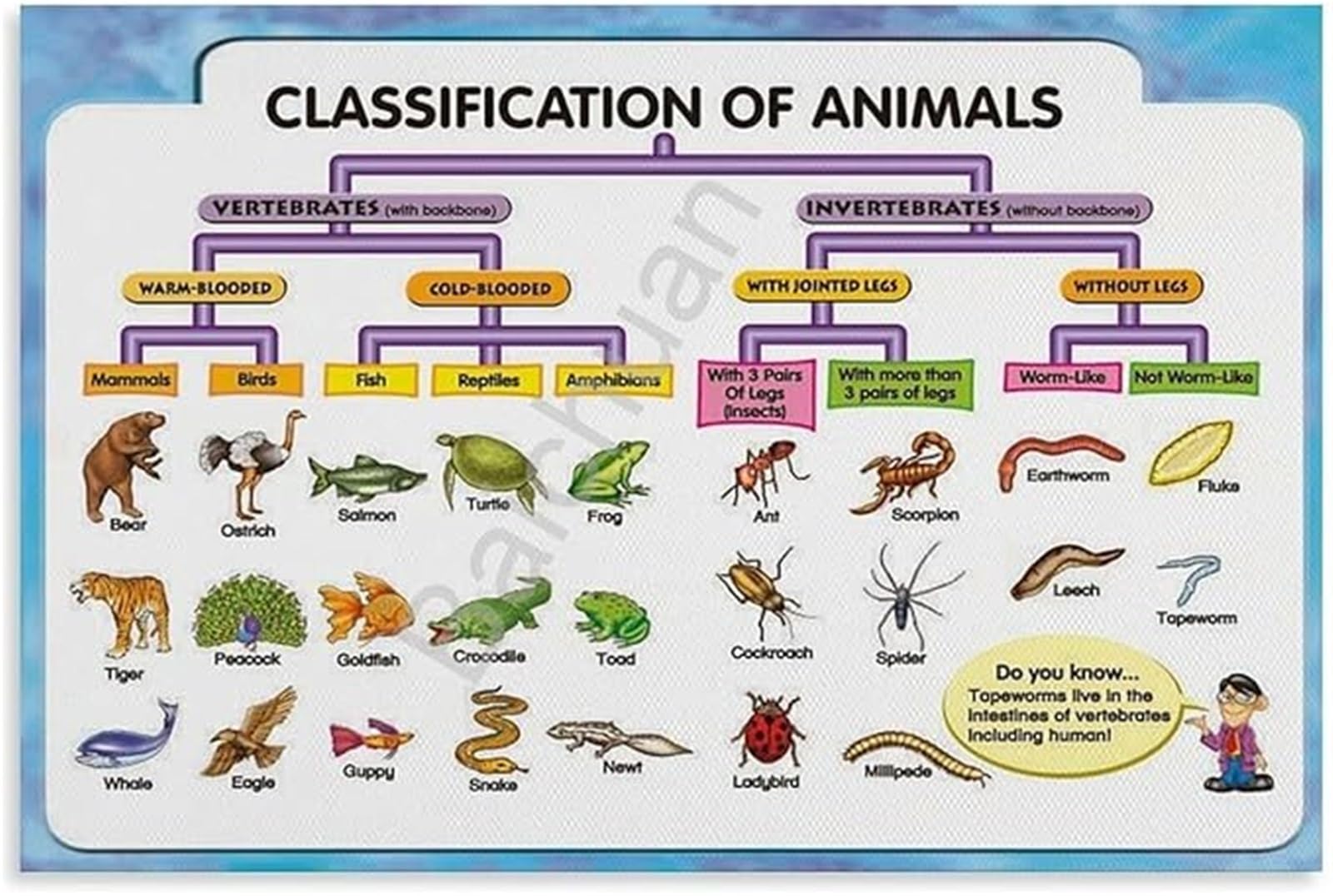 MQXFCZUX Biology Learning Tool Animal Classification Chart Vertebrate Invertebrate Canvas Poster for Bedroom Study Unframed,08x12inch(20x30cm)