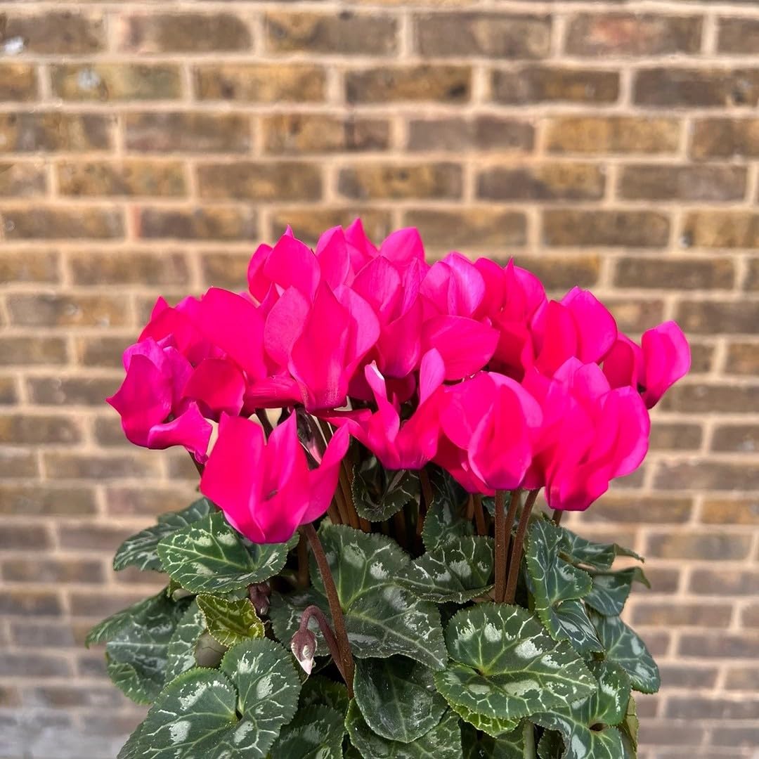 2X Cyclamen Compact Pink Plants 10.5cm Pots Autumn Winter Flowering
