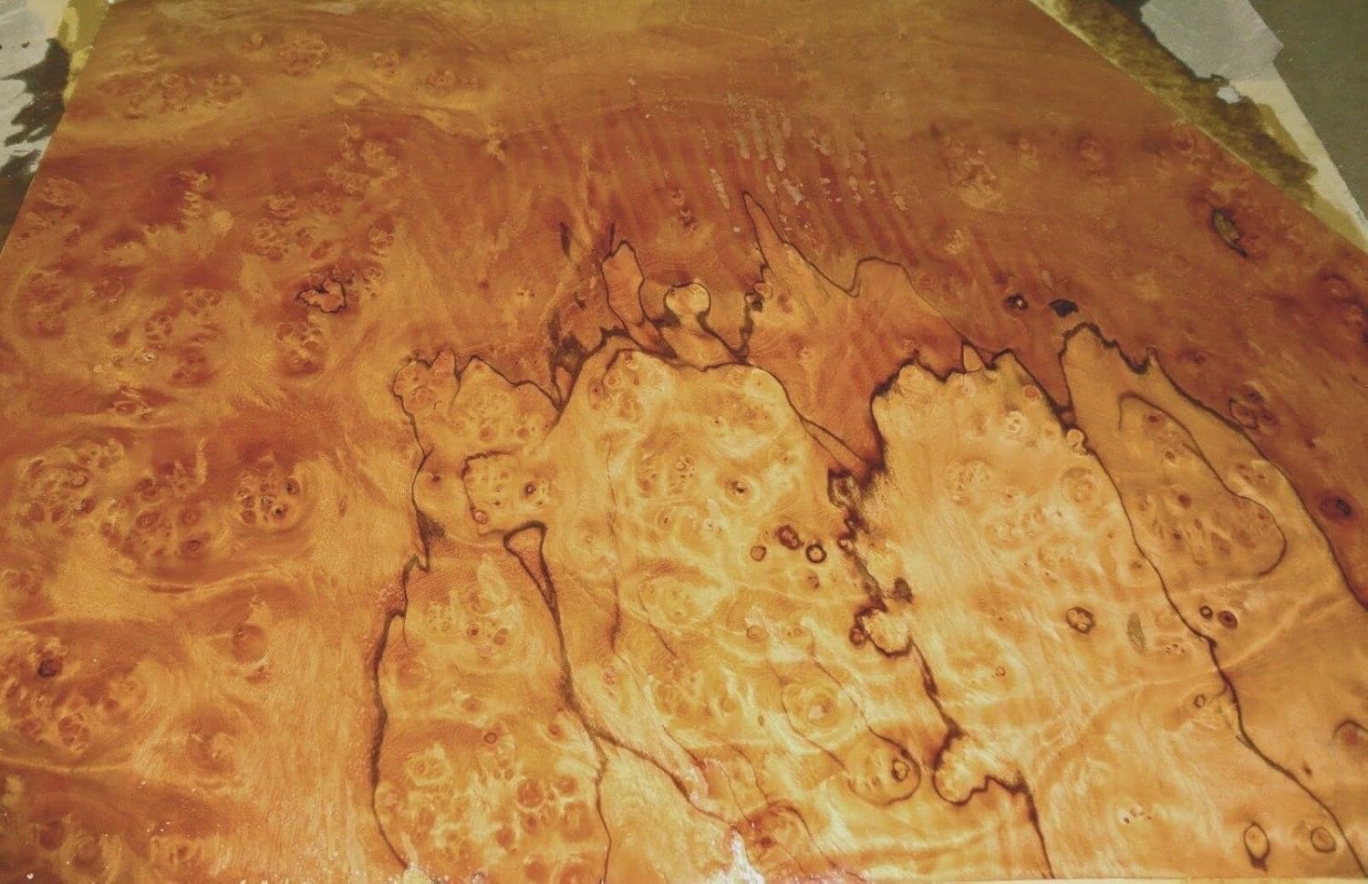Pimento Pepperwood Nogal Burl Wood Veneer 11" x 26" raw no Backing 1/64" Thick