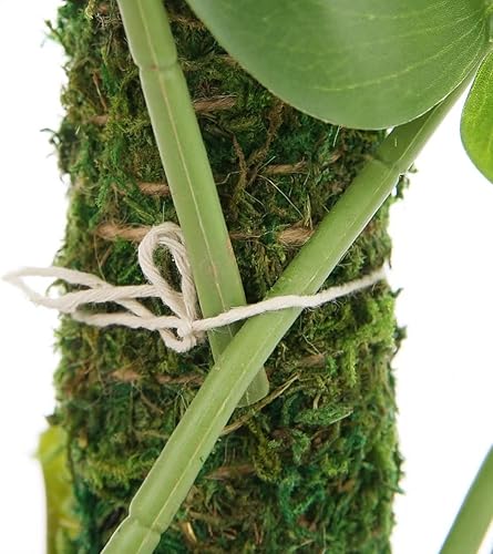 Miniatura 5 de Paquete de 2 postes de musgo de 13 pulgadas, poste de musgo flexible para plantas Monstera, postes de musgo para plantas trepadoras de interior,