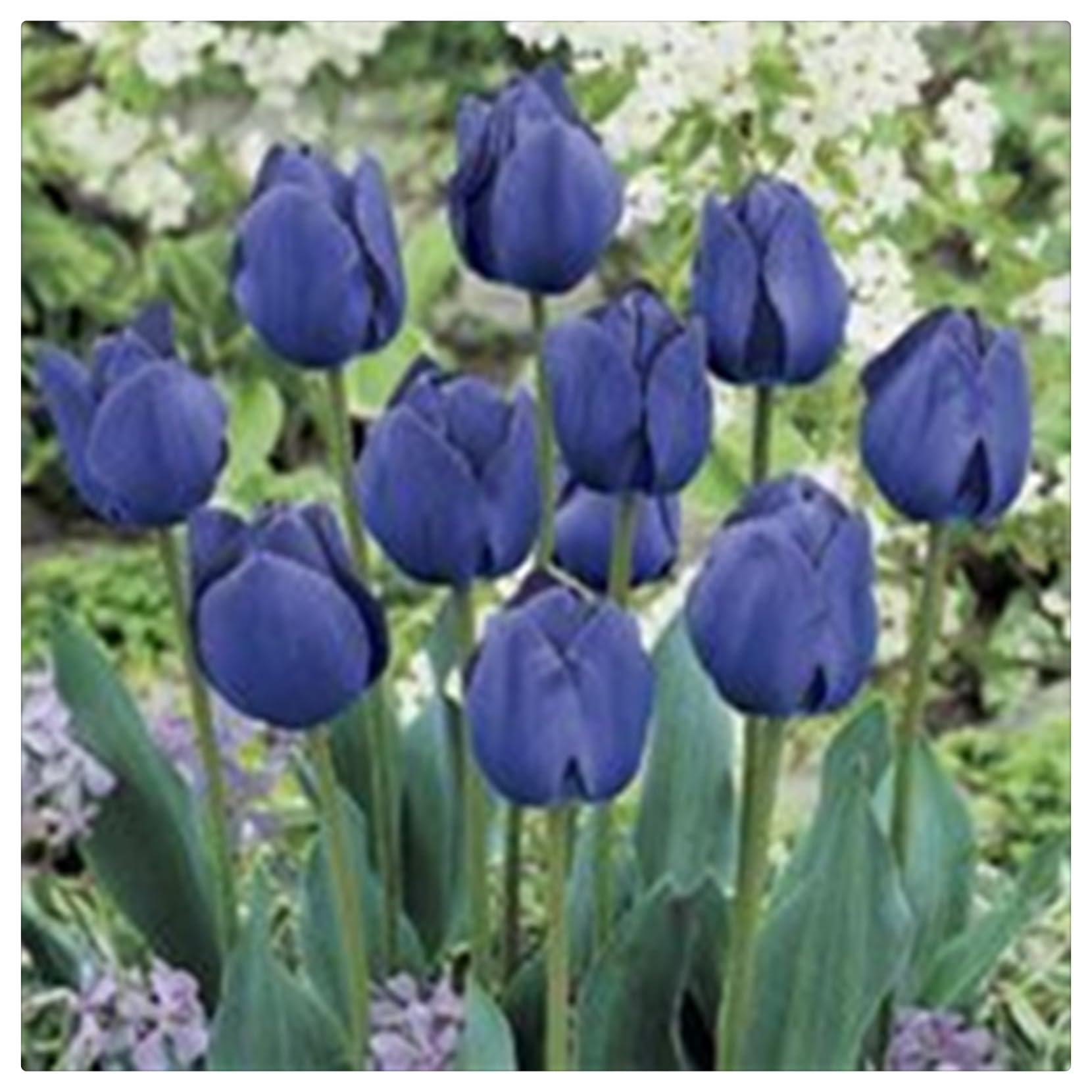 Tulipano Bulbi, Bulbi di Tulipani,Turgidi, Tulipani bulboso,Sani, Robusti, Compatti, Intatti, Vigorosi-15 bulbi-A