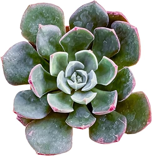 Sprout N Green Echeveria 'Joan Daniel', mini suculenta viva totalmente enraizada en maceta de 2 pulgadas con mezcla de tierra, planta de interior y