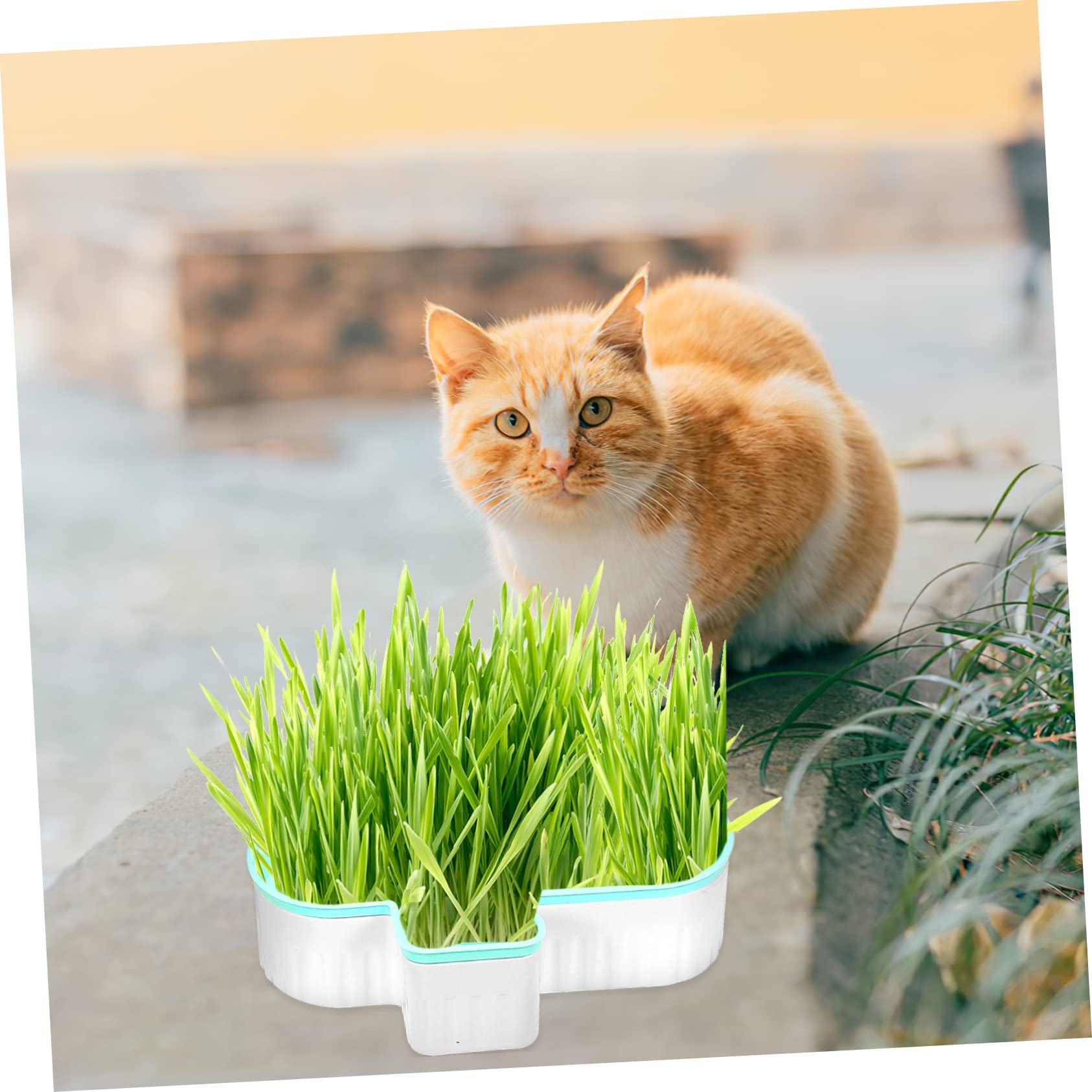 Happyyami Caja de Hierba para Gatos sin Tierra con Diseño de Doble Capa y Botella de Agua Transparente, Adecuado para Celebración Verano y Jardinería Interior