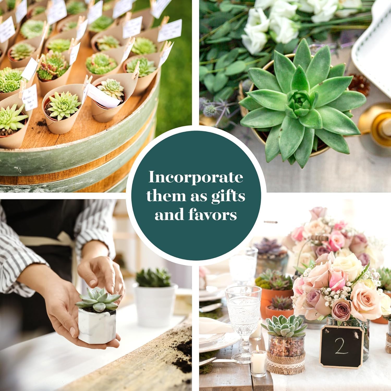 Shop Succulents Rosette Succulent Plant Pack Collection - Live Mini Succulent Plants, Low Maintenance, Floral Shaped Mix of Colors & Textures - Wedding and Party Favors, Gift & Garden, Pack of 20