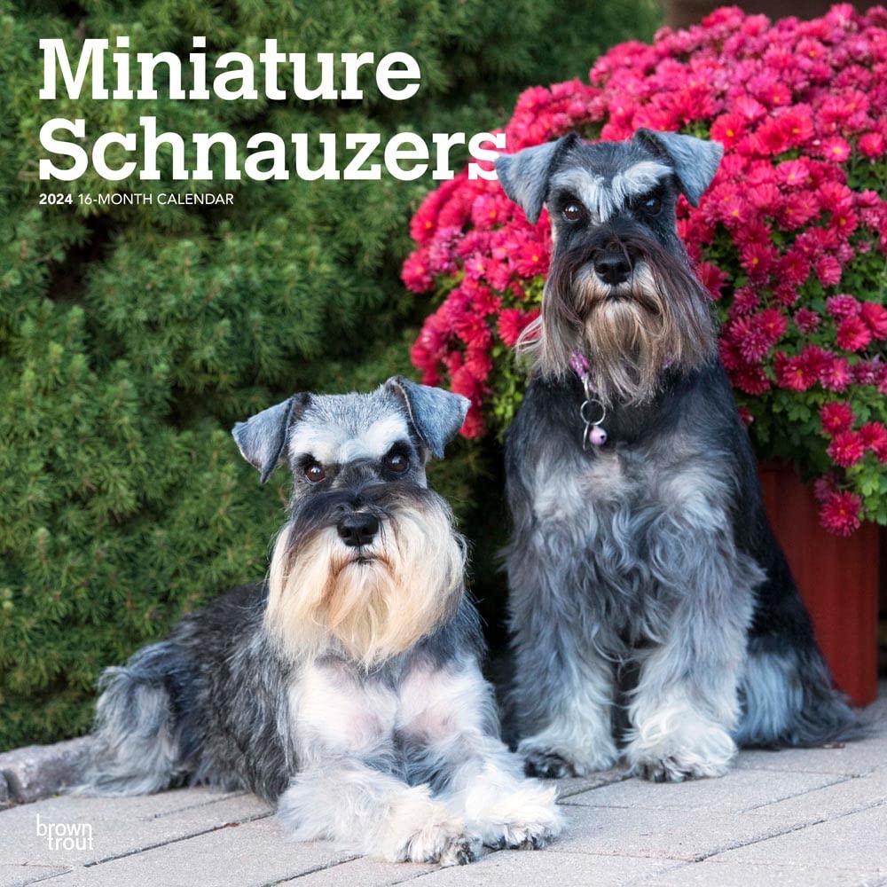 2024 Miniature Schnauzer Calendar/Brown Trout 12x24 (Miniature Schnauzers Square Calendar)